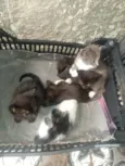 Pitanga, docinho, fumaça,yang,pretin, pérola