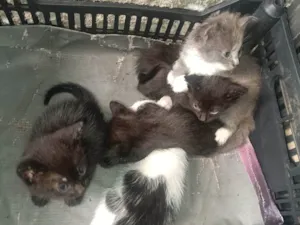 Gato raça Siamês idade Abaixo de 2 meses nome Pitanga, docinho, fumaça,yang,pretin, pérola 