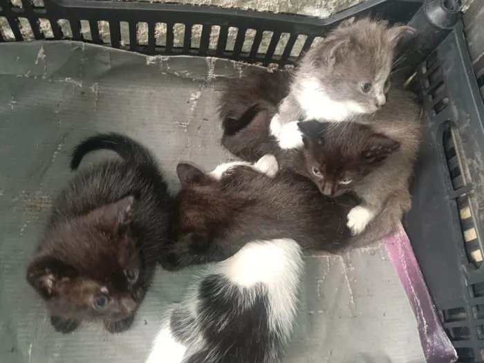 Gato ra a Siamês idade Abaixo de 2 meses nome Pitanga, docinho, fumaça,yang,pretin, pérola 