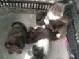 Pitanga, docinho, fumaça,yang,pretin, pérola