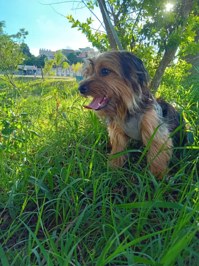 Cachorro ra a Yorkshire idade 1 ano nome Pipow 