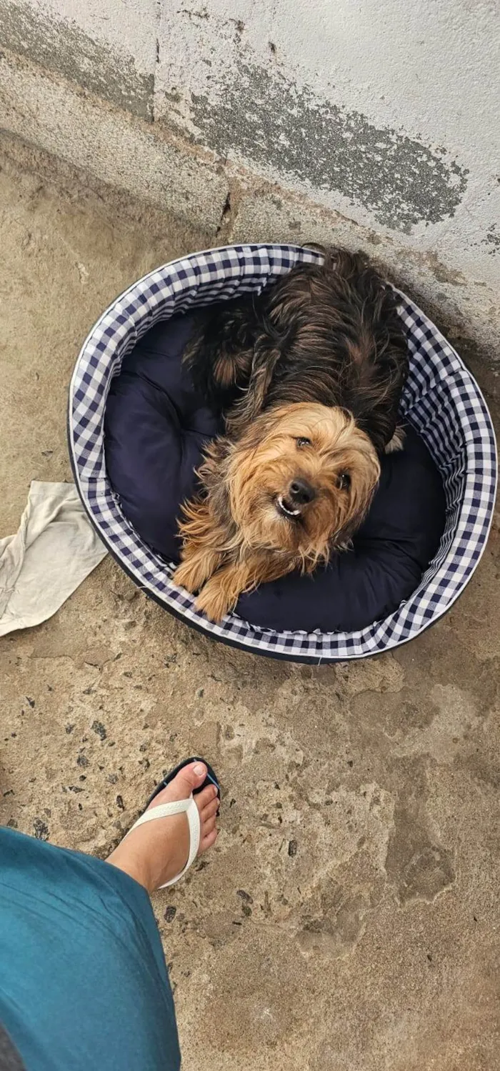 Cachorro ra a Yorkshire idade 1 ano nome Pipow 