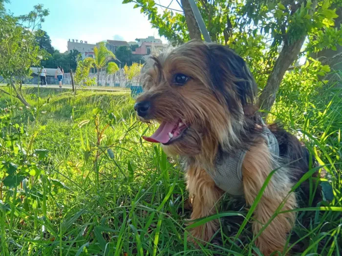 Cachorro ra a Yorkshire idade 1 ano nome Pipow 