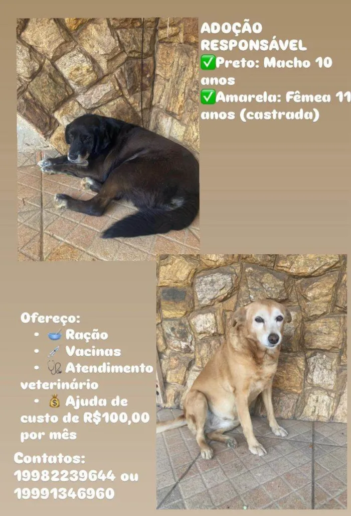 Cachorro ra a SRD-ViraLata idade 6 ou mais anos nome Alhora e peguinha