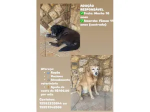 Cachorro raça SRD-ViraLata idade 6 ou mais anos nome Alhora e peguinha