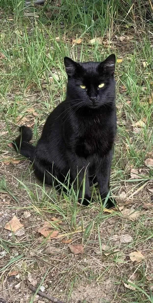 Gato ra a Exótico idade 2 a 6 meses nome Pluto