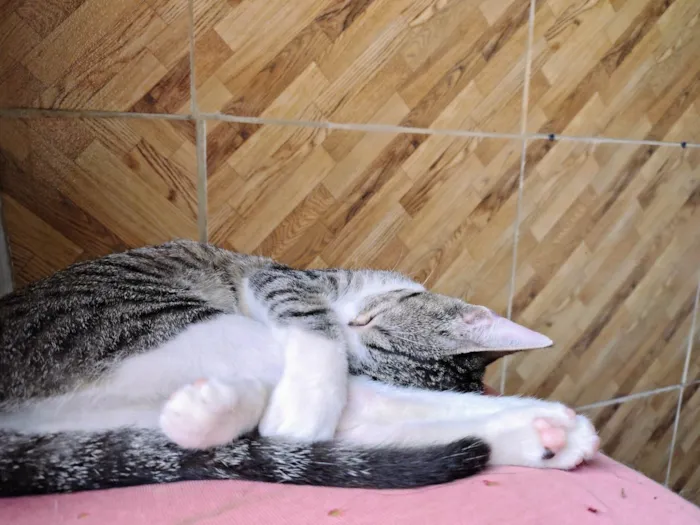 Gato ra a SRD-ViraLata idade 2 a 6 meses nome Xuxa