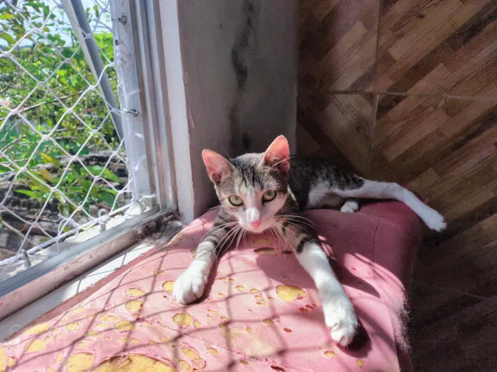 Gato ra a SRD-ViraLata idade 2 a 6 meses nome Xuxa