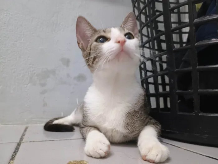 Gato ra a SRD-ViraLata idade 2 a 6 meses nome Xuxa