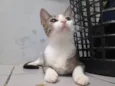 Xuxa