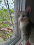 Xuxa