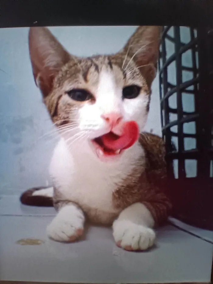 Gato ra a SRD-ViraLata idade 2 a 6 meses nome Xuxa