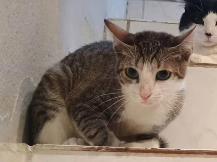 Gato ra a SRD-ViraLata idade 2 a 6 meses nome Xuxa