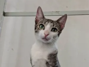 Gato raça SRD-ViraLata idade 2 a 6 meses nome Xuxa
