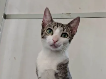 Gato raça SRD-ViraLata idade 2 a 6 meses nome Xuxa