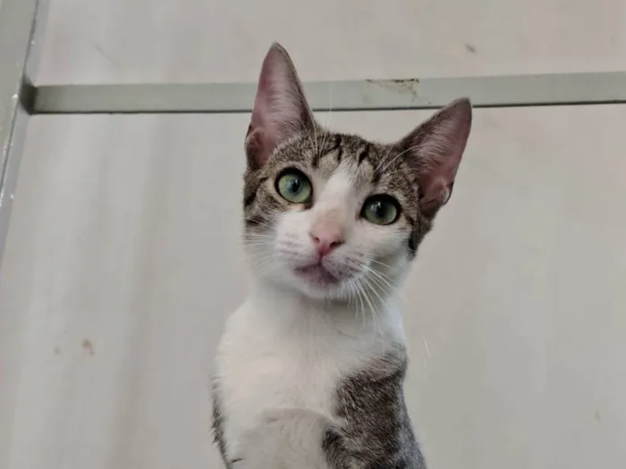 Gato ra a SRD-ViraLata idade 2 a 6 meses nome Xuxa