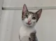 Xuxa