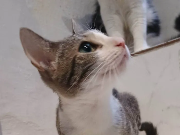 Gato ra a SRD-ViraLata idade 2 a 6 meses nome Xuxa