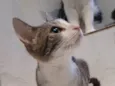 Xuxa