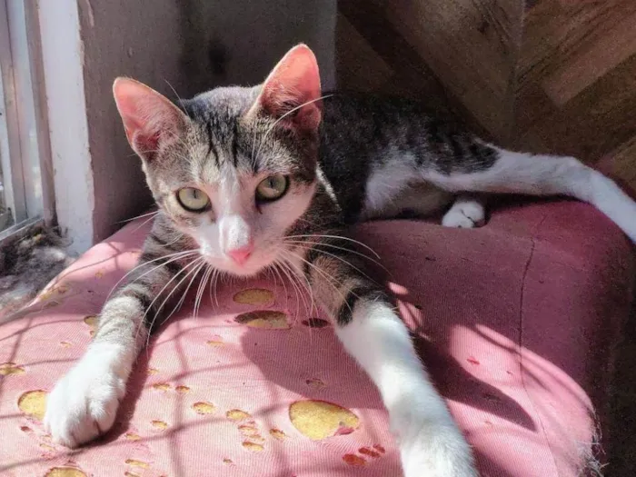 Gato ra a SRD-ViraLata idade 2 a 6 meses nome Xuxa