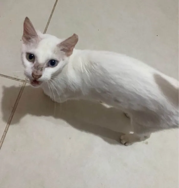 Gato ra a SRD-ViraLata idade 1 ano nome sem nome 