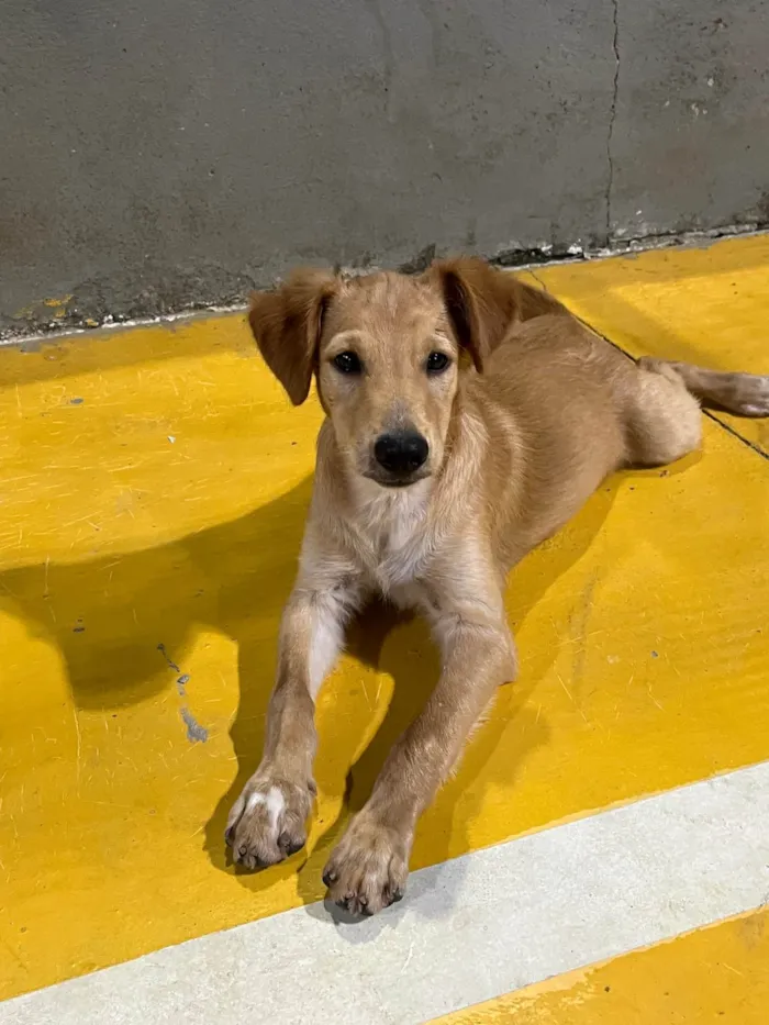 Cachorro ra a SRD-ViraLata idade 1 ano nome Jake