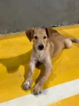 Jake