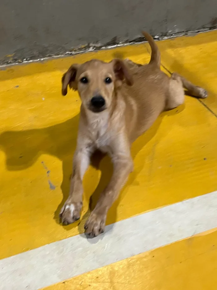 Cachorro ra a SRD-ViraLata idade 1 ano nome Jake