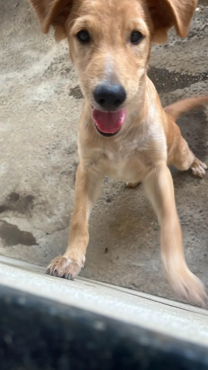 Cachorro ra a SRD-ViraLata idade 1 ano nome Jake