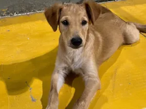 Cachorro raça SRD-ViraLata idade 1 ano nome Jake