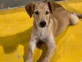Jake