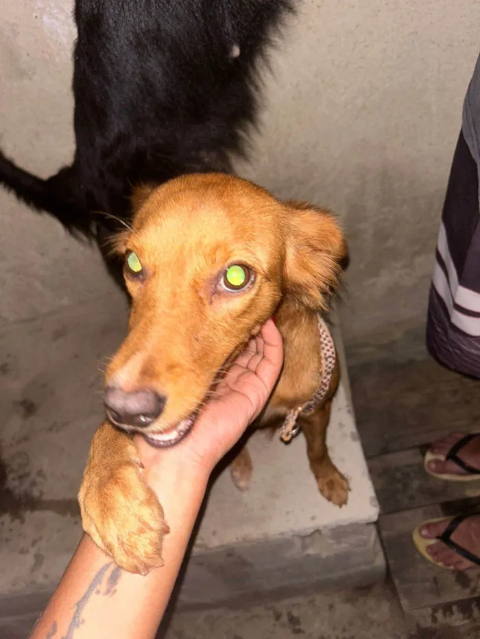 Cachorro ra a SRD-ViraLata idade 6 ou mais anos nome Alcione