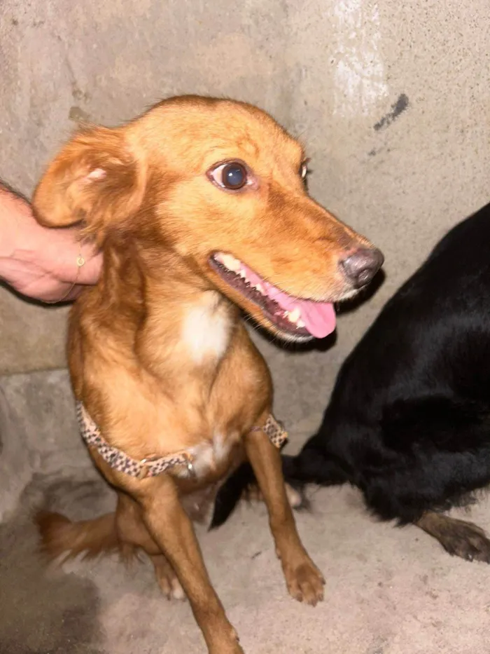 Cachorro ra a SRD-ViraLata idade 6 ou mais anos nome Alcione
