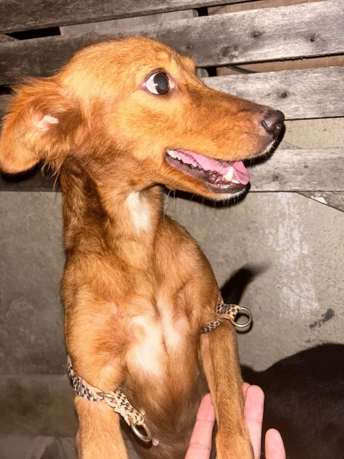 Cachorro ra a SRD-ViraLata idade 6 ou mais anos nome Alcione