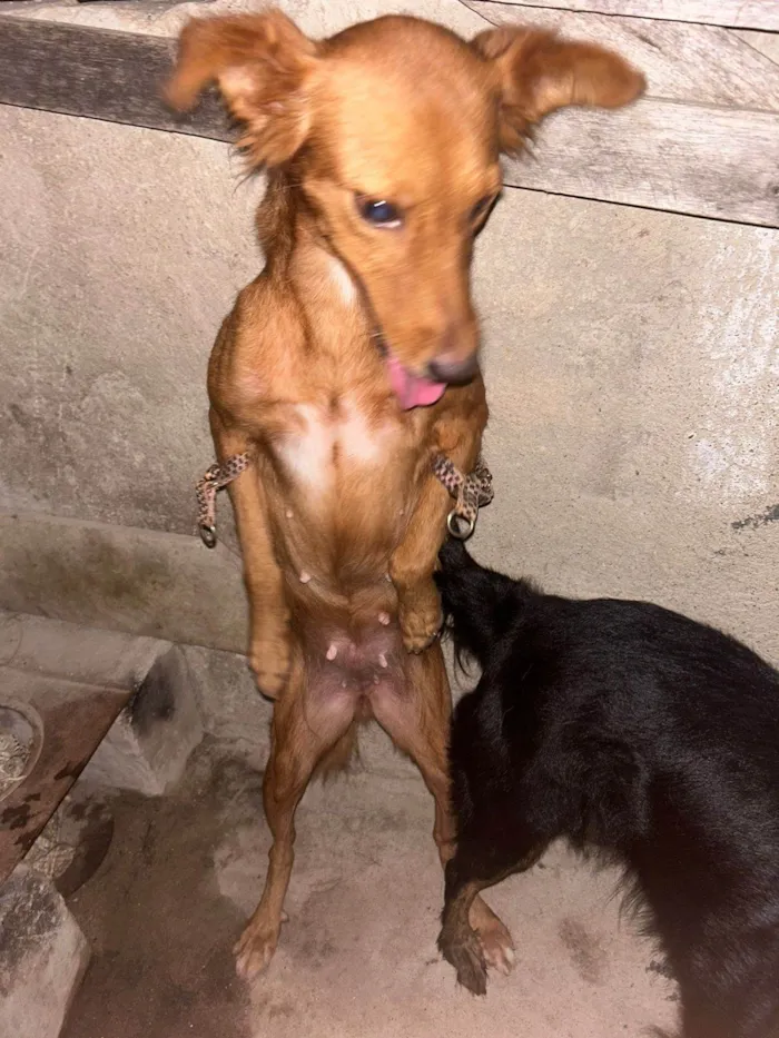 Cachorro ra a SRD-ViraLata idade 6 ou mais anos nome Alcione