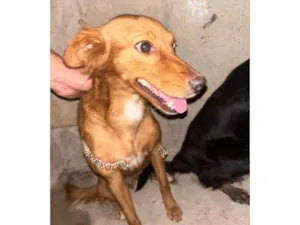 Cachorro raça SRD-ViraLata idade 6 ou mais anos nome Alcione