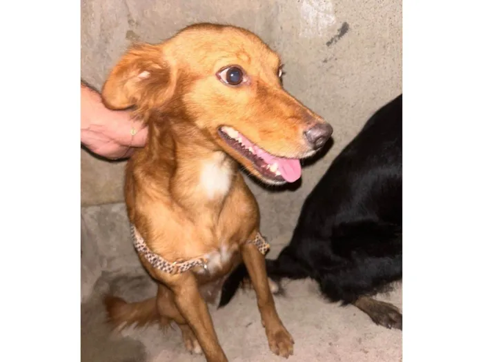 Cachorro ra a SRD-ViraLata idade 6 ou mais anos nome Alcione