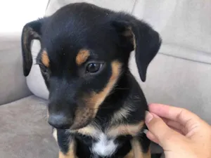 Cachorro raça SRD-ViraLata idade 2 a 6 meses nome Filhote sem nome