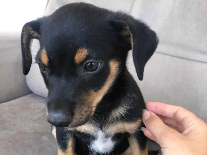 Cachorro ra a SRD-ViraLata idade 2 a 6 meses nome Filhote sem nome