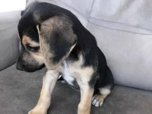 Cachorro raça SRD-ViraLata idade 2 a 6 meses nome Filhote sem nome