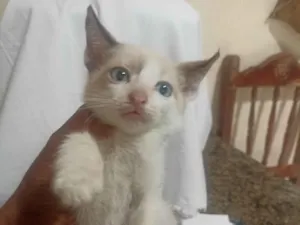 Gato raça Siamês idade 2 a 6 meses nome Sem nome 
