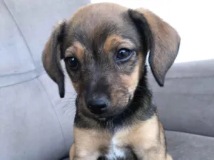 Cachorro raça SRD-ViraLata idade 2 a 6 meses nome Filhote sem nome