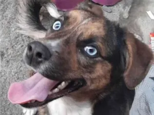 Cachorro raça SRD-ViraLata idade 7 a 11 meses nome BELA
