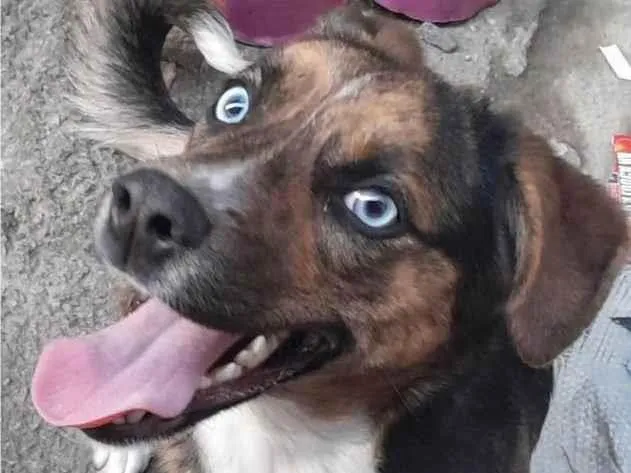 Cachorro ra a SRD-ViraLata idade 7 a 11 meses nome BELA