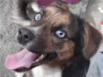 BELA