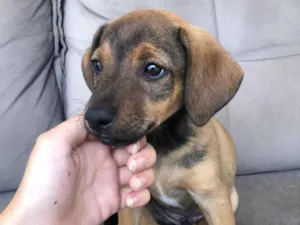Cachorro raça SRD-ViraLata idade 2 a 6 meses nome Filhote sem nome 