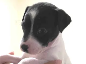 Cachorro raça SRD-ViraLata idade Abaixo de 2 meses nome Doação de filhotes (Responsável) – 4 machos à procura de um lar