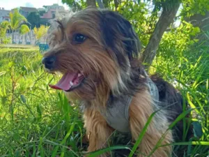 Cachorro raça Yorkshire idade 1 ano nome Pipow 