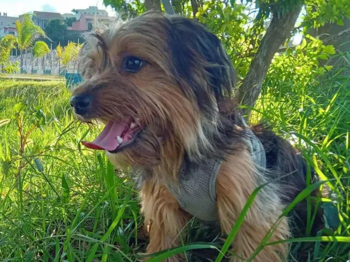 Cachorro ra a Yorkshire idade 1 ano nome Pipow 
