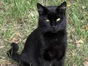 Gato raça Exótico idade 2 a 6 meses nome Pluto